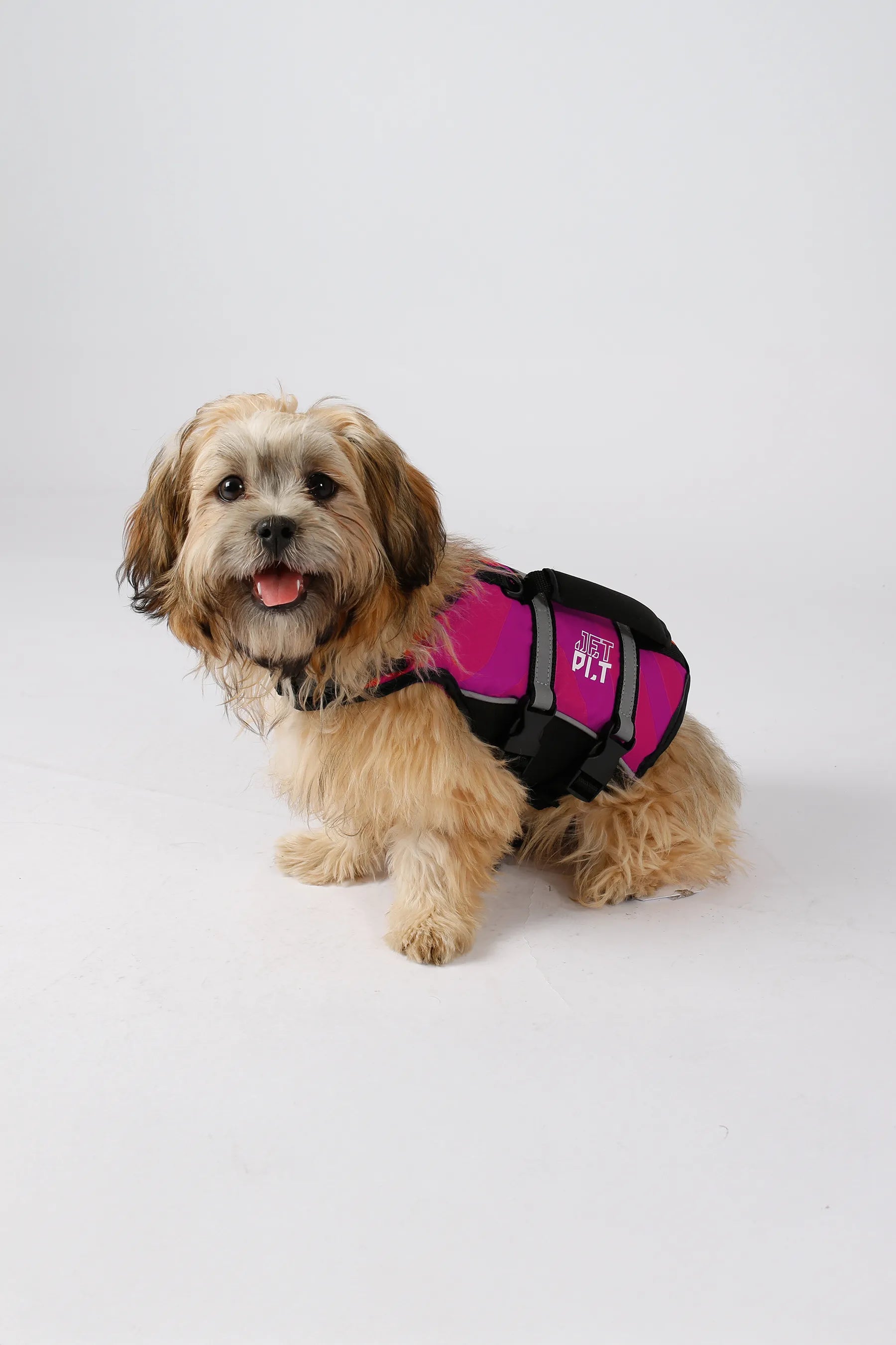 Small dog wearing a pink and black jetpilot dog life jacket on a white background