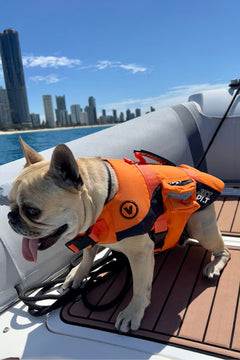 Jetpilot Venture Dog Pfd - Orange